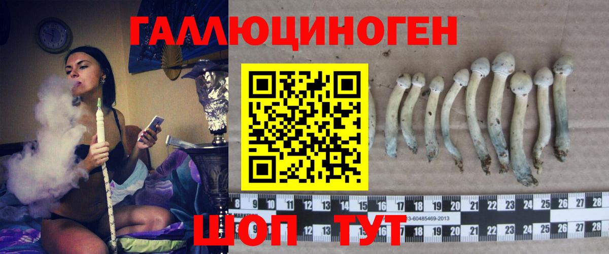 Галлюциногенные грибы Psilocybe Кольчугино